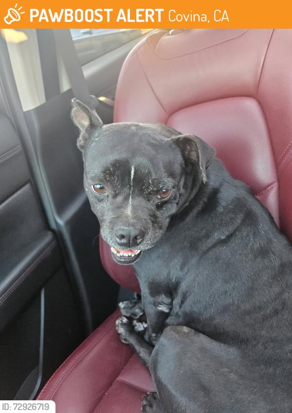 Found/Stray Male Dog last seen W. Edna & n. Cedar Ave. Covina Ca, Covina, CA 91723