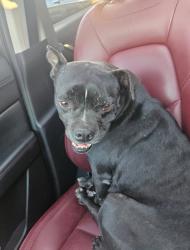 Found/Stray Male Dog last seen W. Edna & n. Cedar Ave. Covina Ca, Covina, CA 91723