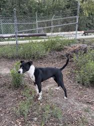 Found/Stray Male Dog last seen Harriett M Wieder Regional Park, Huntington Beach, CA 92648