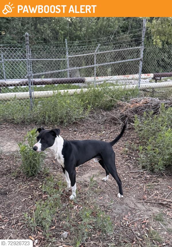 Found/Stray Male Dog last seen Harriett M Wieder Regional Park, Huntington Beach, CA 92648