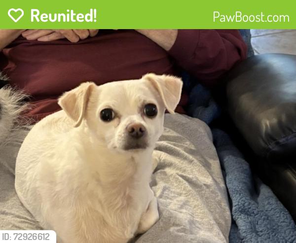 Reunited Female Dog last seen Brent Lane and El Capitan, Las Vegas, NV 89143