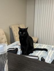 Lost Male Cat last seen Golden Lantern, Tessier, Hidden Hills, Laguna Niguel, CA 92677