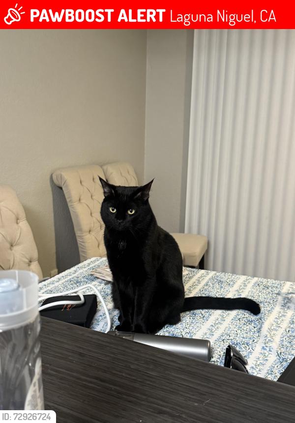 Lost Male Cat last seen Golden Lantern, Tessier, Hidden Hills, Laguna Niguel, CA 92677