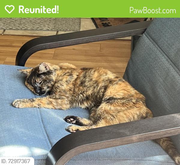 Reunited Female Cat last seen SE Arista and Rupert, Oak Grove, OR 97267