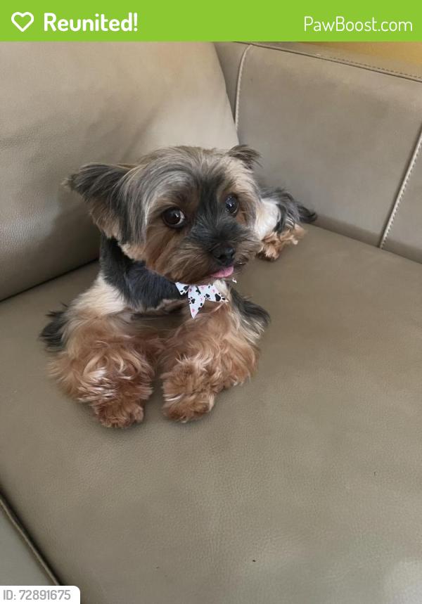 Reunited Female Dog last seen E 38th and Q, Tacoma, WA 98404