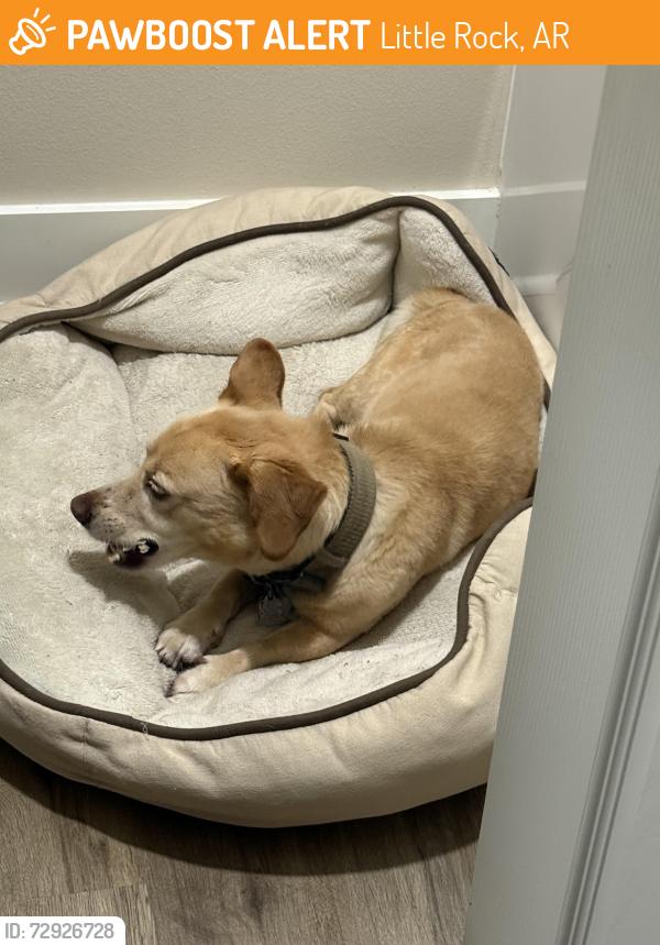 Found/Stray Unknown Dog last seen Uams , Little Rock, AR 72205