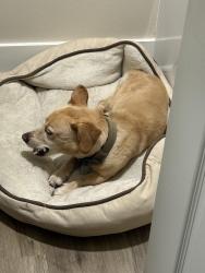 Found/Stray Unknown Dog last seen Uams , Little Rock, AR 72205