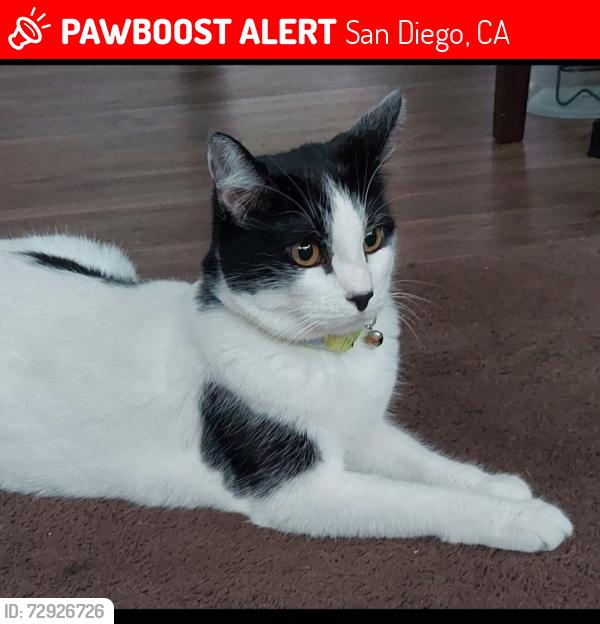 Lost Female Cat last seen Kelly st, San Diego, CA 92111