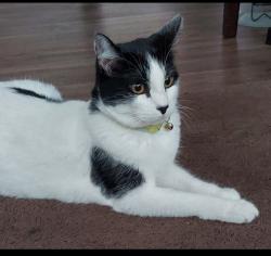 Lost Female Cat last seen Kelly st, San Diego, CA 92111
