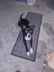Found/Stray Male Dog last seen Broad river and beaty street, Columbia, SC 29210
