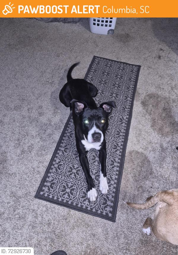 Found/Stray Male Dog last seen Broad river and beaty street, Columbia, SC 29210
