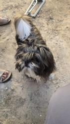 Reunited Male Dog last seen Maiden grass road 87120 ouray road , Albuquerque, NM 87120