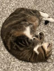 Reunited Female Cat last seen In the Thorncroft Farms apt complex, Hillsboro, OR 97124