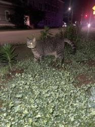 Found/Stray Male Cat last seen Payne and Spring, Louisville, KY 40206