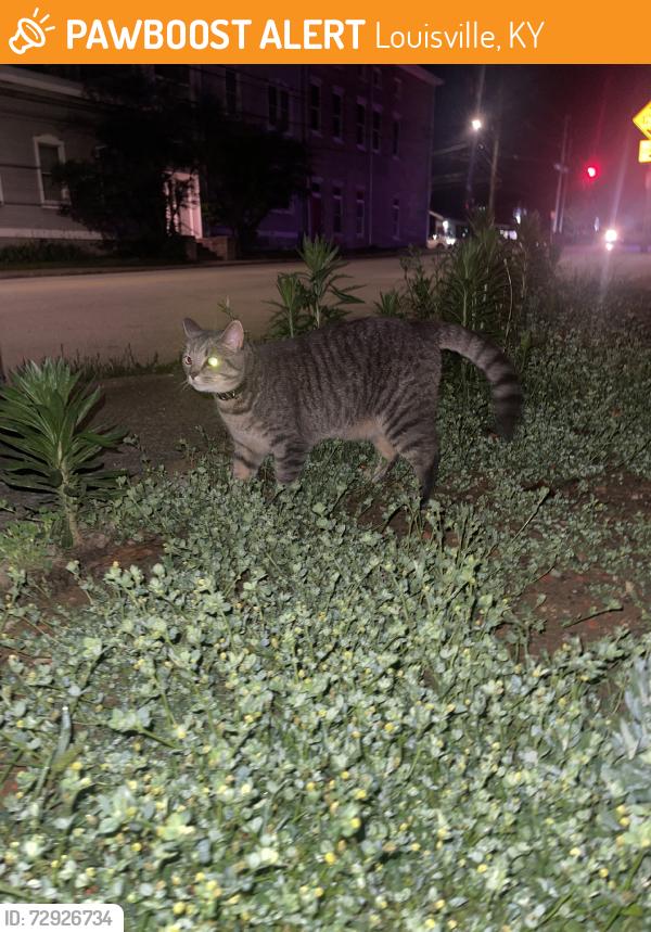 Found/Stray Male Cat last seen Payne and Spring, Louisville, KY 40206