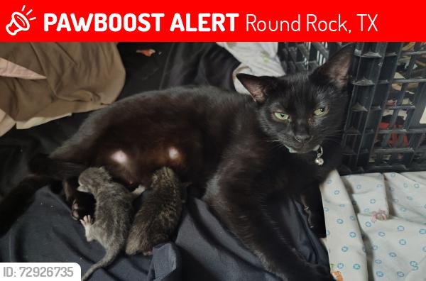 Lost Female Cat last seen A.w. Grimes Blvd and Louis Henna blvd, Round Rock, TX 78664