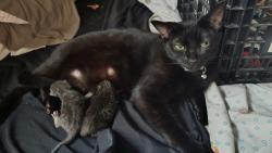 Lost Female Cat last seen A.w. Grimes Blvd and Louis Henna blvd, Round Rock, TX 78664