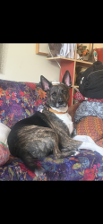 Lost Male Dog last seen Stanton street, New York, NY 10002
