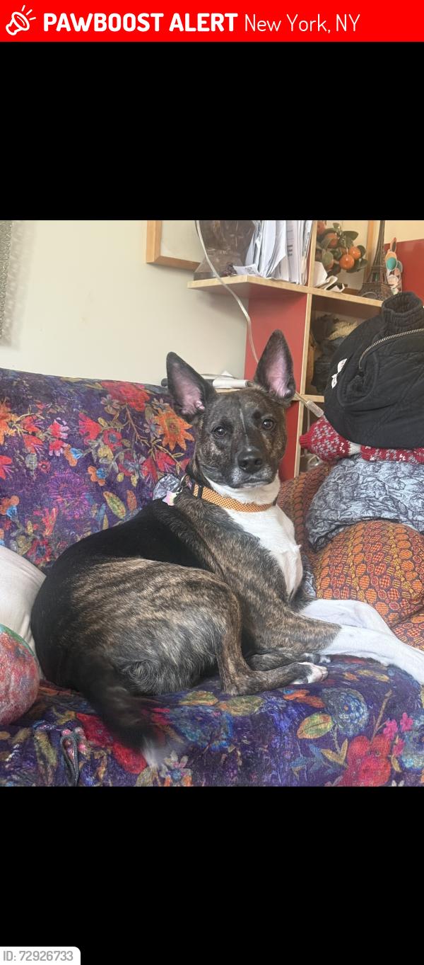 Lost Male Dog last seen Stanton street, New York, NY 10002