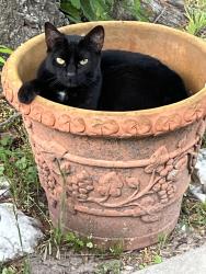 Lost Female Cat last seen Woodland Hills close to Home Depot, Tyler, TX 75701
