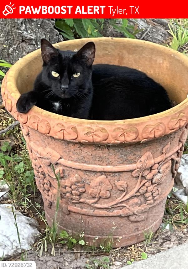 Lost Female Cat last seen Woodland Hills close to Home Depot, Tyler, TX 75701