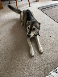Reunited Female Dog last seen Fielder Rd , Arlington, TX 76013