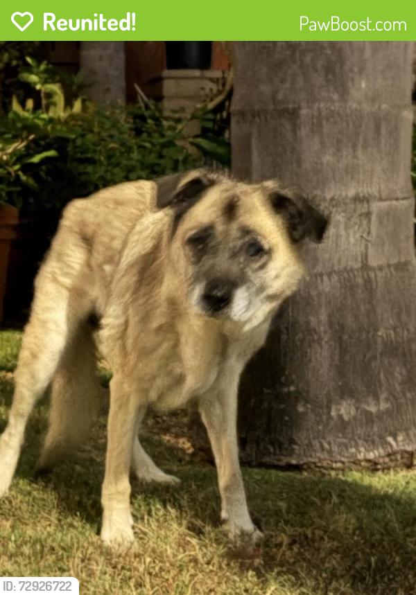 Reunited Female Dog last seen Three Seasons Rd, San Diego, CA 92126, USA, San Diego, CA 92126