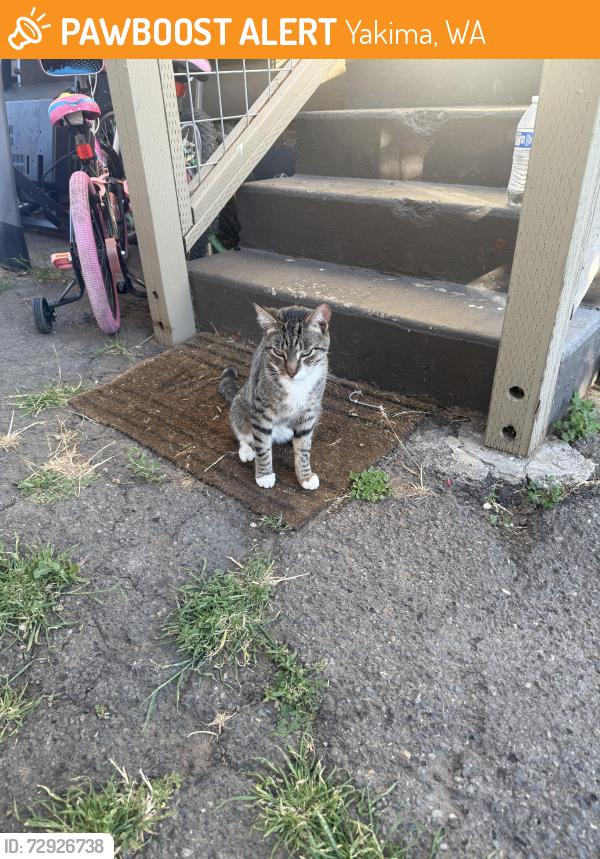 Found/Stray Male Cat last seen Llego solo a mi casa , Yakima, WA 98902