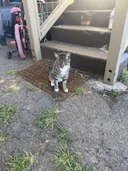 Found/Stray Male Cat last seen Llego solo a mi casa , Yakima, WA 98902