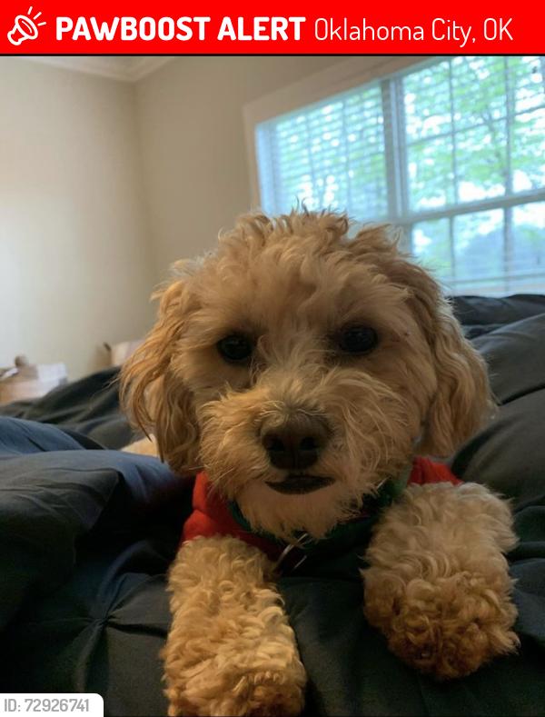 Lost Male Dog last seen Near NW 10th St Oklahoma City, OK 73106 USA, Oklahoma City, OK 73106