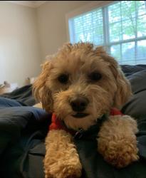 Lost Male Dog last seen Near NW 10th St Oklahoma City, OK 73106 USA, Oklahoma City, OK 73106
