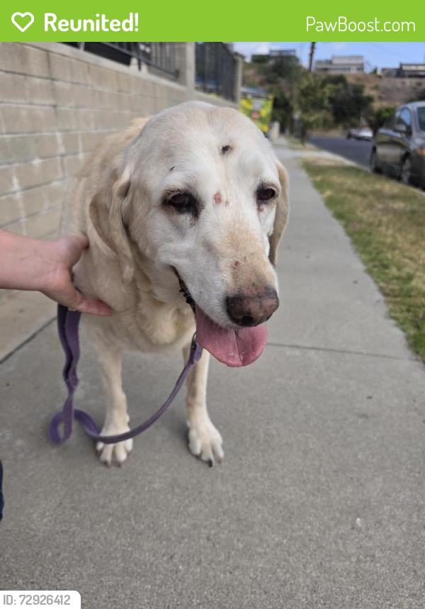 Reunited Female Dog last seen Parkside Ave & Utica Dr near William Penn Elementary School, San Diego, CA 92139
