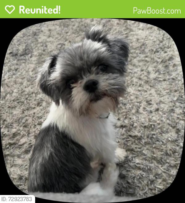 Reunited Female Dog last seen S owens st and Virginia, Bakersfield, CA 93307