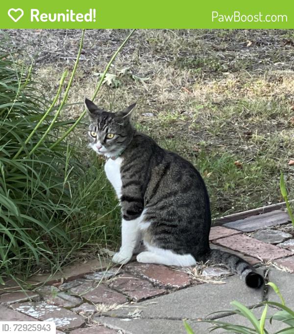 Reunited Female Cat last seen Near Sanford Street, Fair Oaks , Fair Oaks, CA 95628