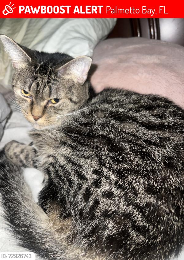 Lost Female Cat last seen Near ave 184 street, Palmetto Bay, FL 33157