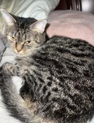 Lost Female Cat last seen Near ave 184 street, Palmetto Bay, FL 33157