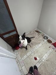 Found/Stray Male Dog last seen Oak dale by Dollar tree , NorthHighlands , North Highlands, CA 95660