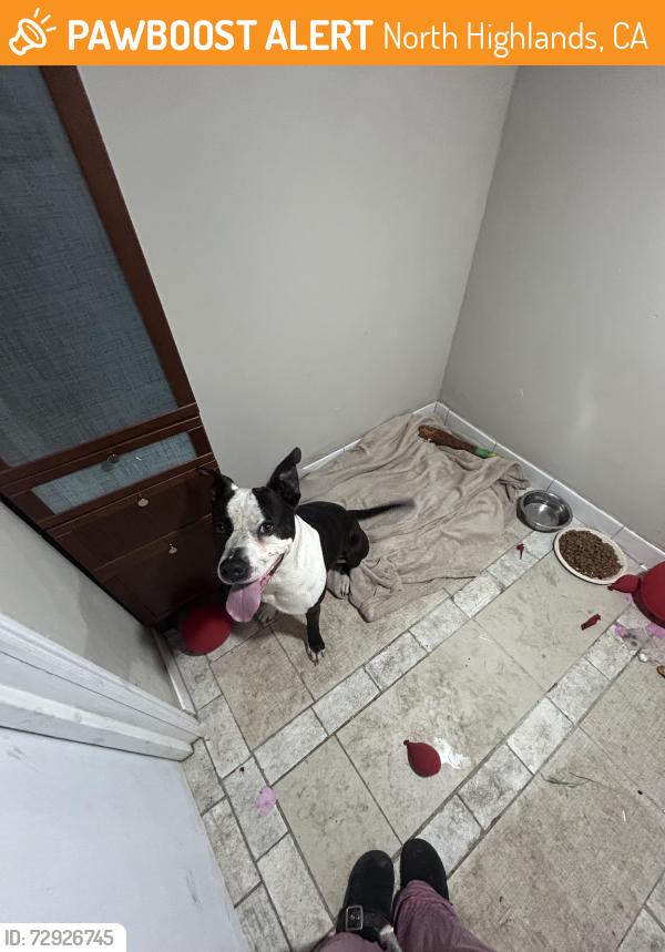 Found/Stray Male Dog last seen Oak dale by Dollar tree , NorthHighlands , North Highlands, CA 95660