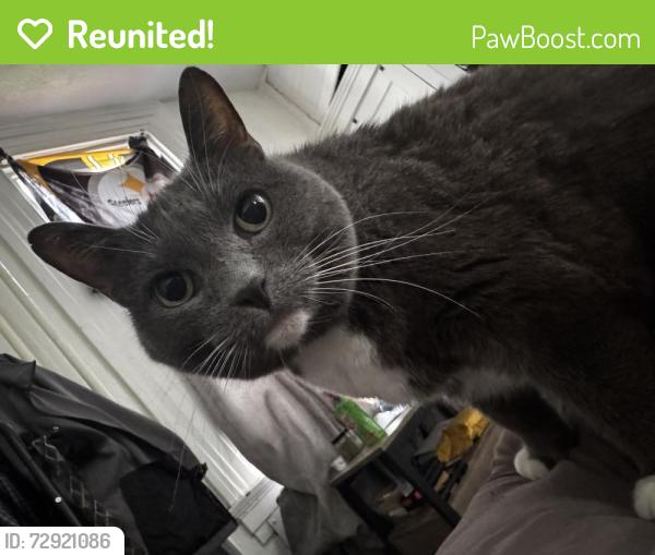 Reunited Female Cat last seen Near Pines Plaza in Ross twp , Pittsburgh, PA 15237