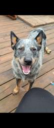 Reunited Male Dog last seen Fm 315, Frankston, TX 75763