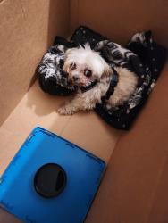 Reunited Unknown Dog last seen Center st. Compton, CA 90220, Compton, CA 90220