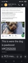 Lost Male Dog last seen Norewood, Arlington, TX 76013