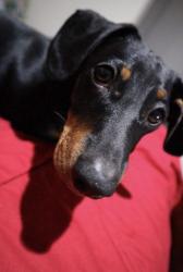 Lost Male Dog last seen Bukit Damansara. Jalan setiakasih 1, Kuala Lumpur, Wilayah Persekutuan Kuala Lumpur 50490