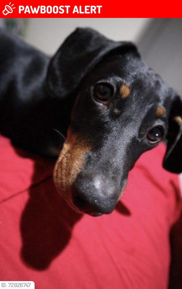 Lost Male Dog last seen Bukit Damansara. Jalan setiakasih 1, Kuala Lumpur, Wilayah Persekutuan Kuala Lumpur 50490