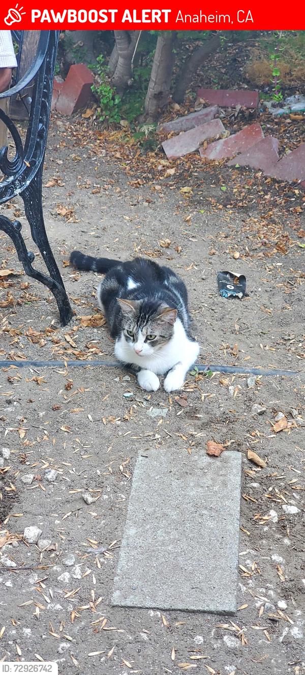 Lost Male Cat last seen N Moraga St and Gilbert, off LaPalma Ave , Anaheim, CA 92801