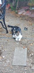Lost Male Cat last seen N Moraga St and Gilbert, off LaPalma Ave , Anaheim, CA 92801