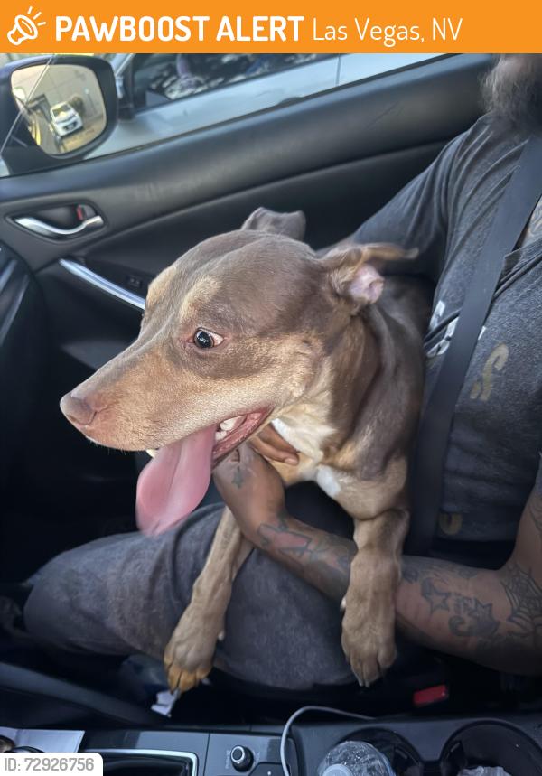 Found/Stray Female Dog last seen Marion , Las Vegas, NV 89110