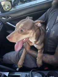 Found/Stray Female Dog last seen Marion , Las Vegas, NV 89110