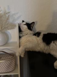 Lost Male Cat last seen Near King Richard Ave , Las Vegas, NV 89119