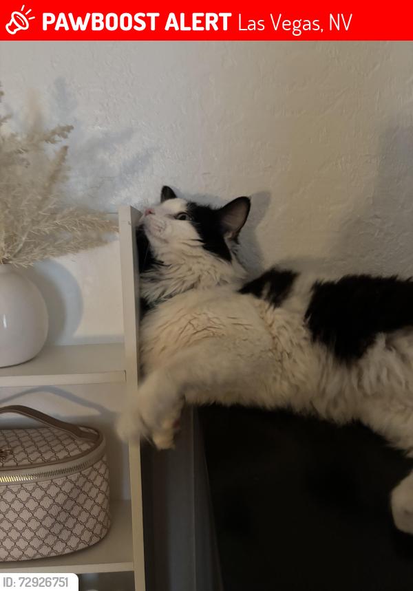 Lost Male Cat last seen Near King Richard Ave , Las Vegas, NV 89119